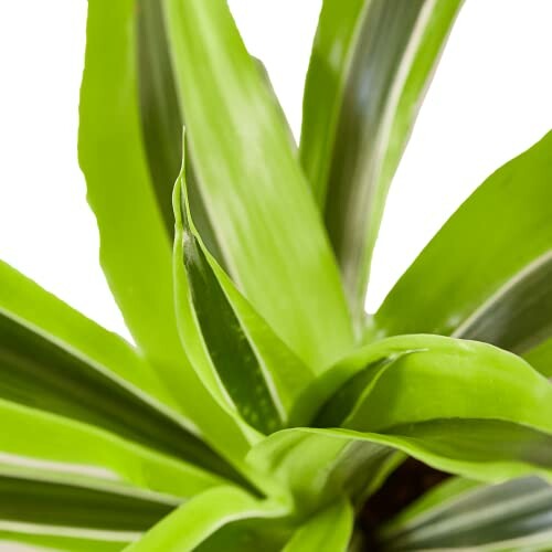 Close-up of green plant leaves