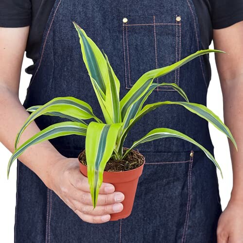 Person holding a potted Dracaena plant.