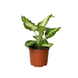 Potted green plant with variegated leaves