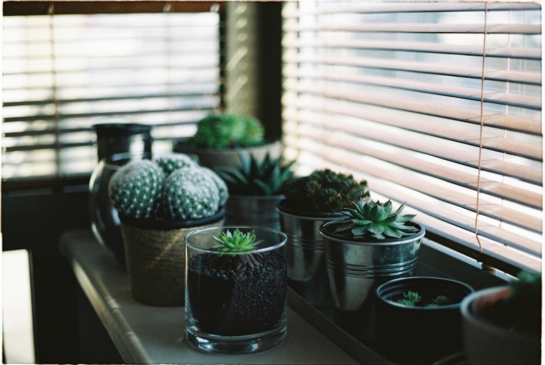 Top 10 Air-Purifying Indoor Plants for Cleaner & Healthier Spaces