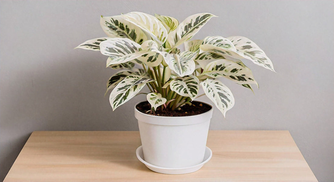 White Fusion Peacock Plant Care: Ultimate Guide for Thriving Indoor Greenery