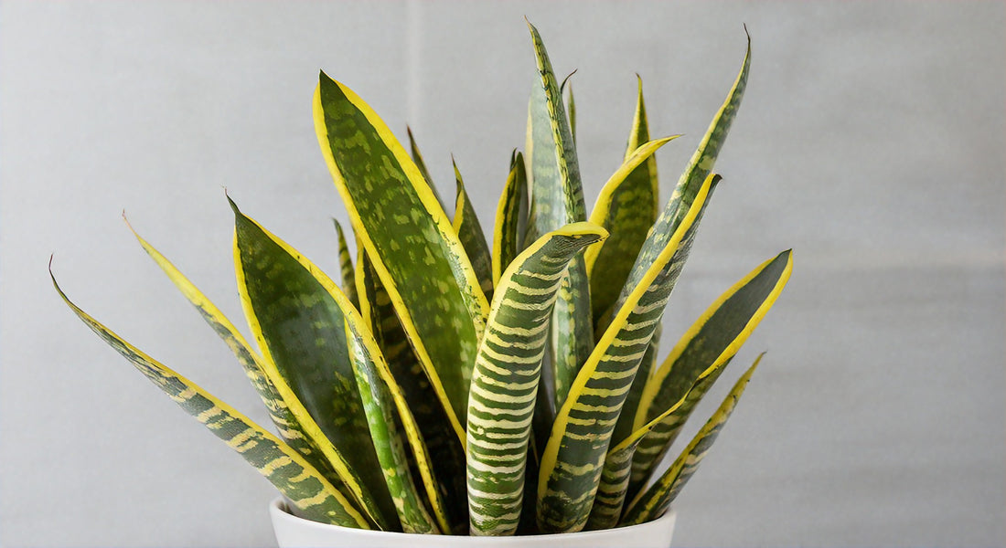 The Ultimate Guide to Jaboa Snake Plant Care: Tips for Thriving Indoor Greenery