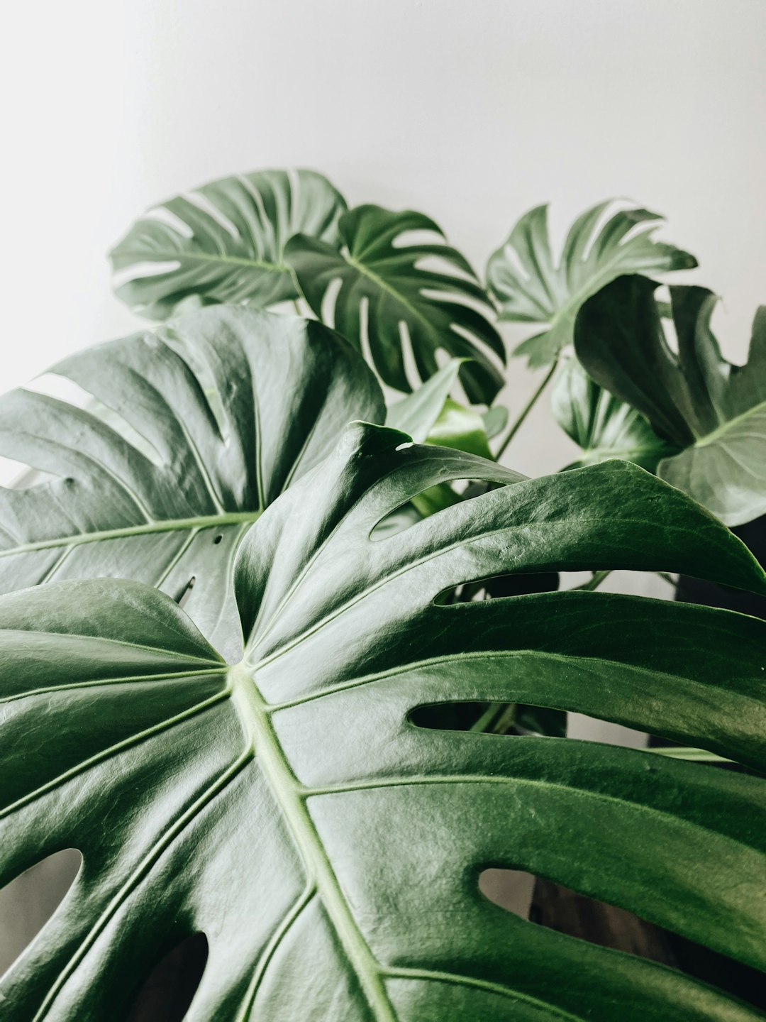 Transform Your Indoor Space with Top Air-Purifying Houseplants