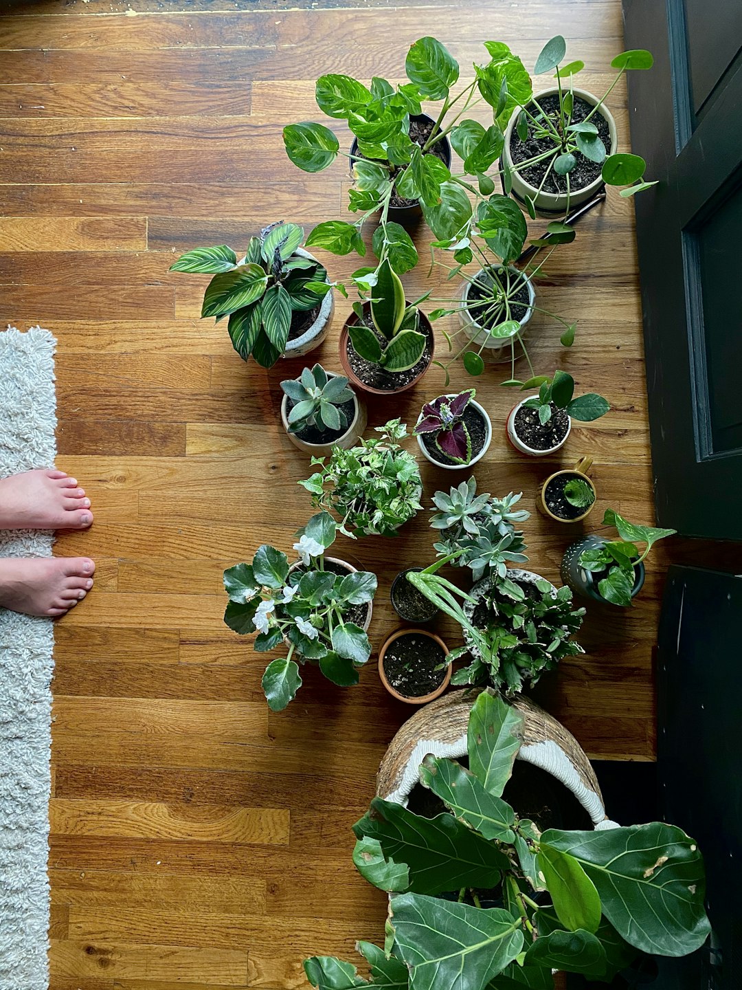 Discover Stress-Relief Through Houseplant Care and Gardening