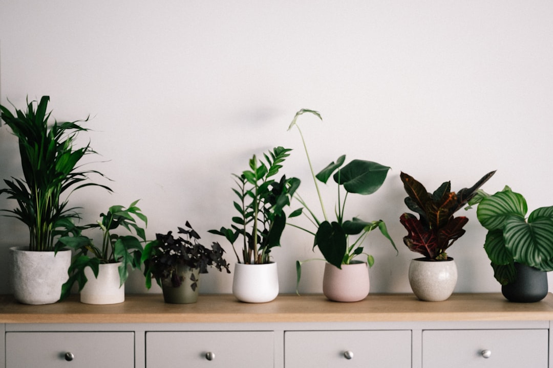 Reviving a Dying Houseplant: Essential Tips for Plant Parents