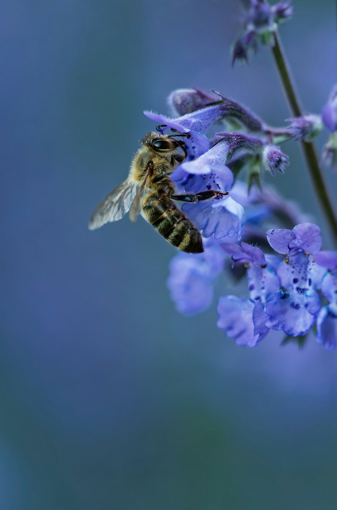 Pets and Plants: Ensuring a Pet-Safe Houseplant Environment