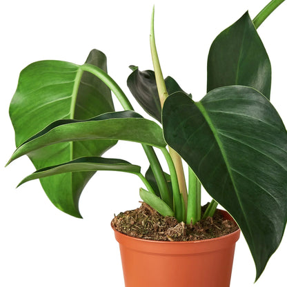 Philodendron 'Congo Green' - Plantonio