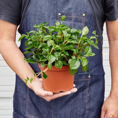 Peperomia 'Glabella' - Plantonio