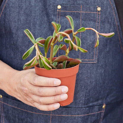 Peperomia 'Ruby Glow' - Plantonio