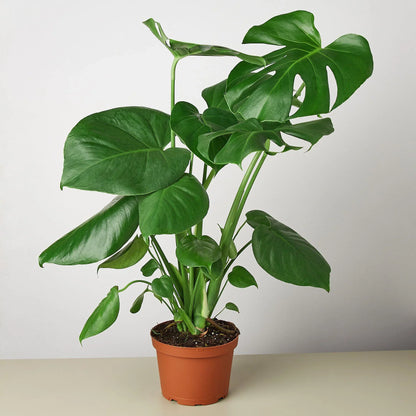 Philodendron Monstera Split-Leaf - Plantonio