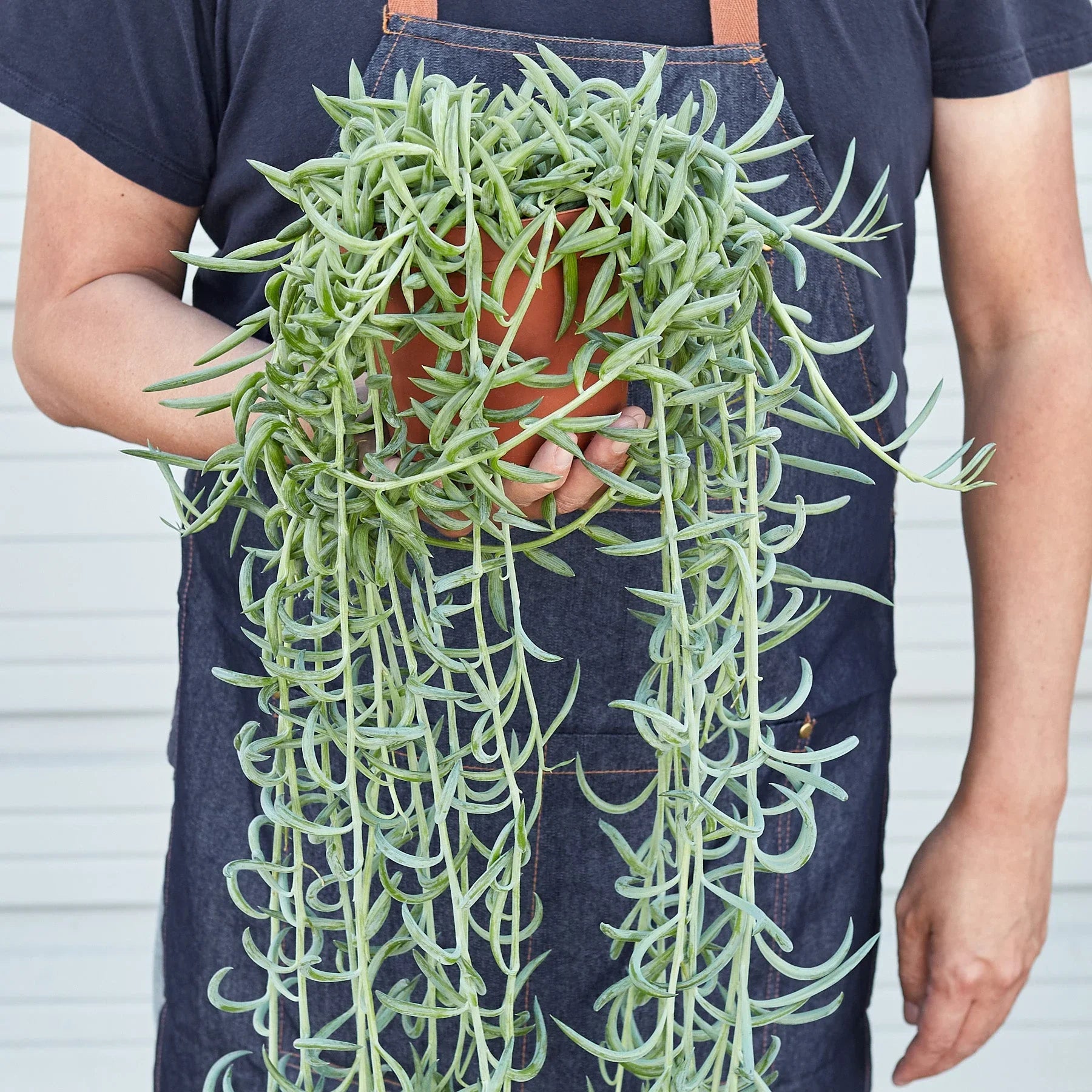 Senecio Succulent 'Fish Hooks' - Plantonio