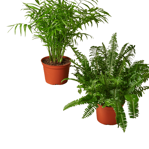 2 - 6" Pet-Friendly Plants Premium Subscription box - Plantonio