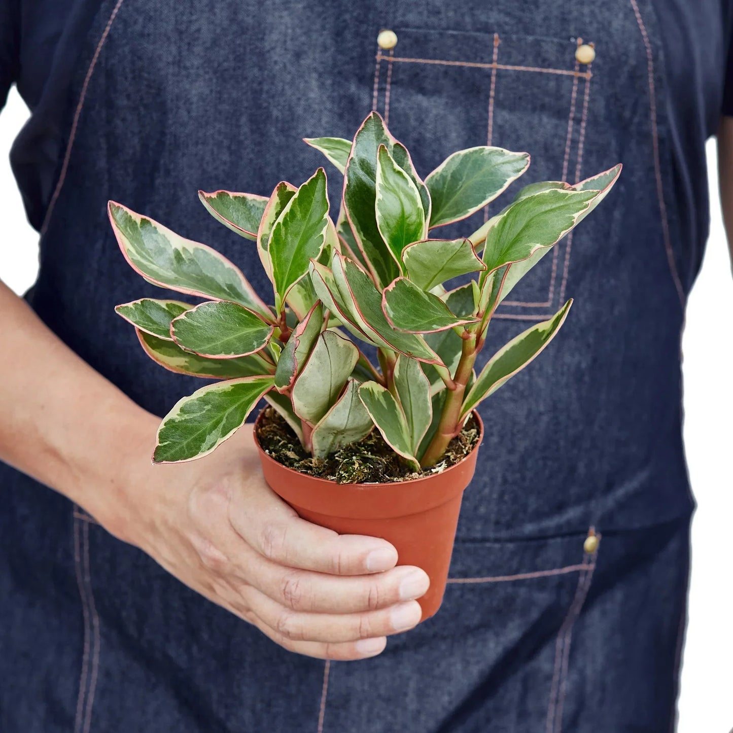 Peperomia 'Ginny' - Plantonio