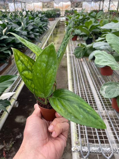 Monstera 'Peru' - Plantonio