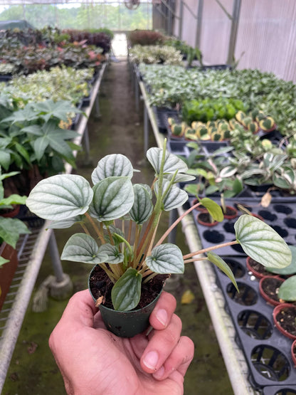 Peperomia 'Frost' - Plantonio