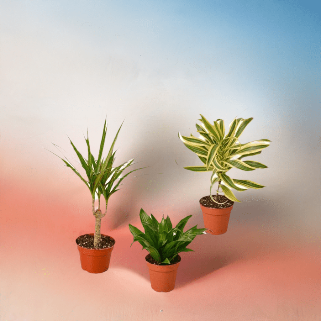 3 Different Dracaenas Variety Pack - 4" Pot - Plantonio