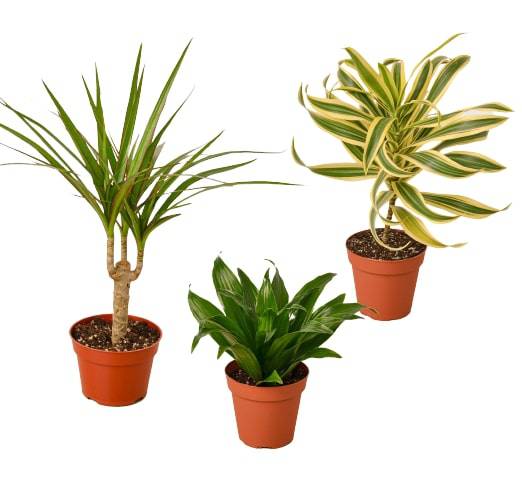 3 Different Dracaenas Variety Pack - 4" Pot - Plantonio