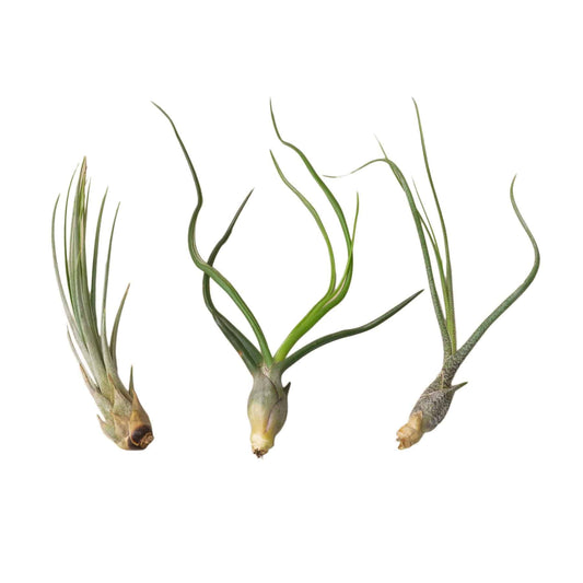 3 Large Tillandsia Air Plant Variety Pack - Plantonio