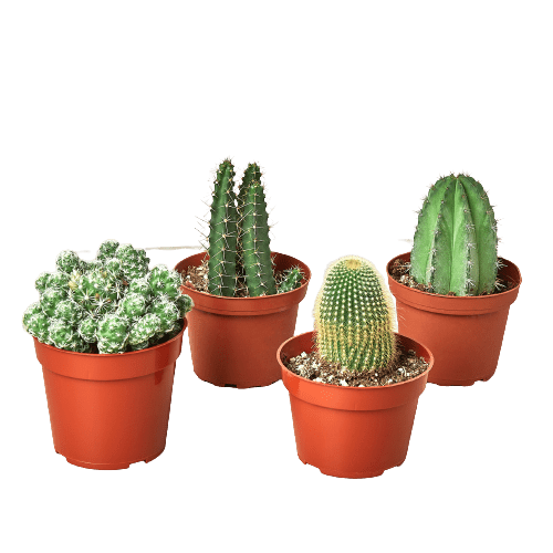 4 Cacti Variety Pack - 4.0" Pot - Plantonio