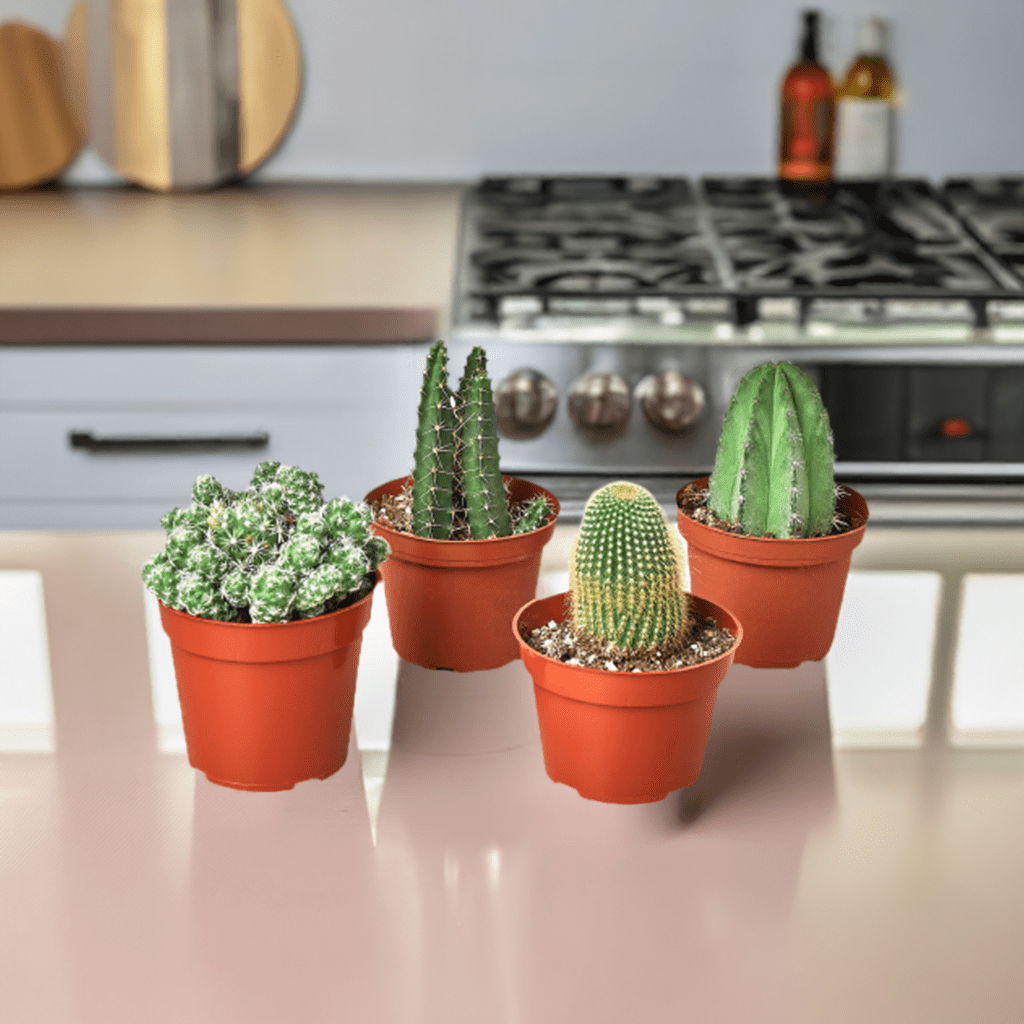 4 Cacti Variety Pack - 4.0" Pot - Plantonio