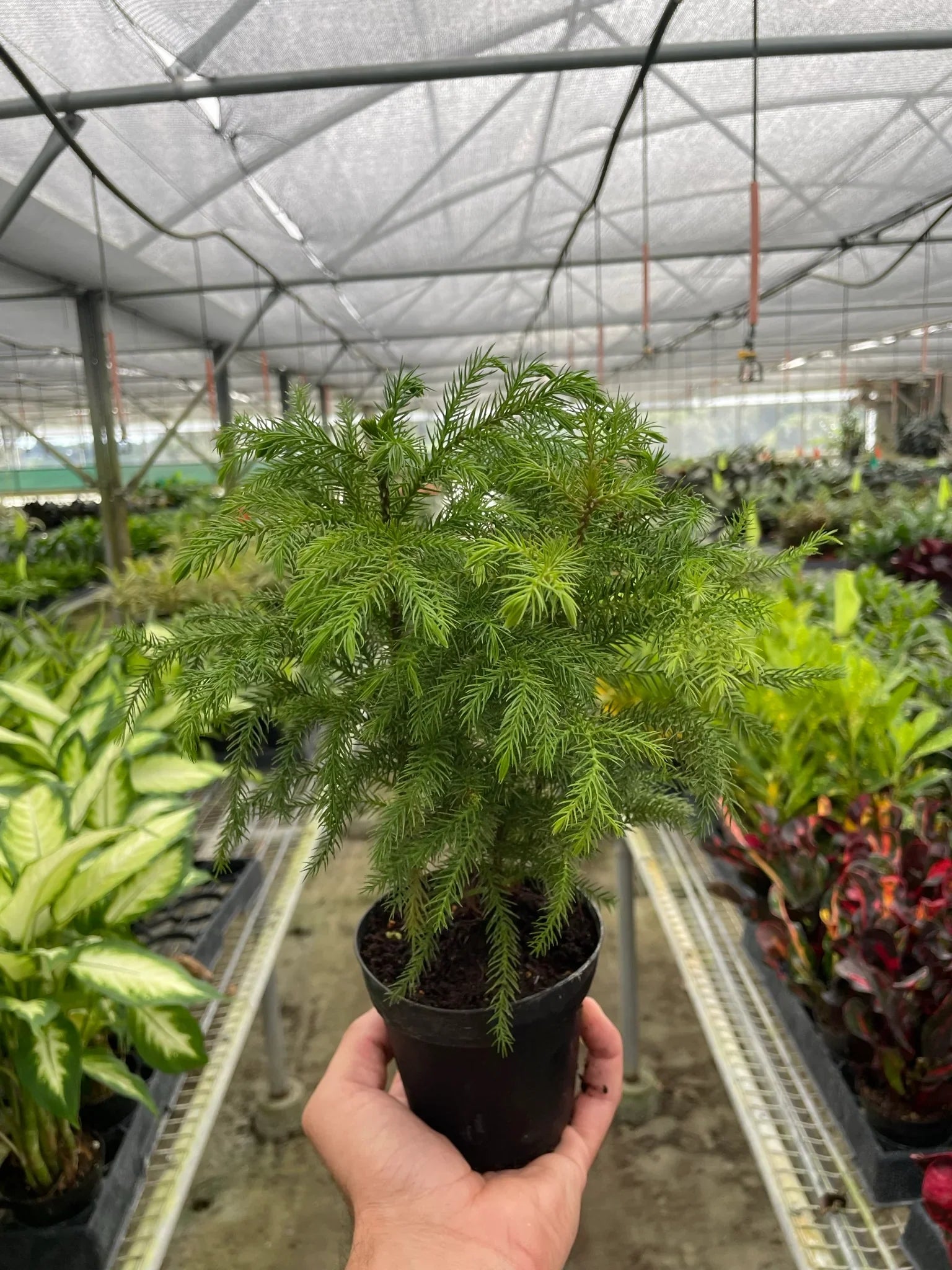 Norfolk 'Island Pine' - Plantonio