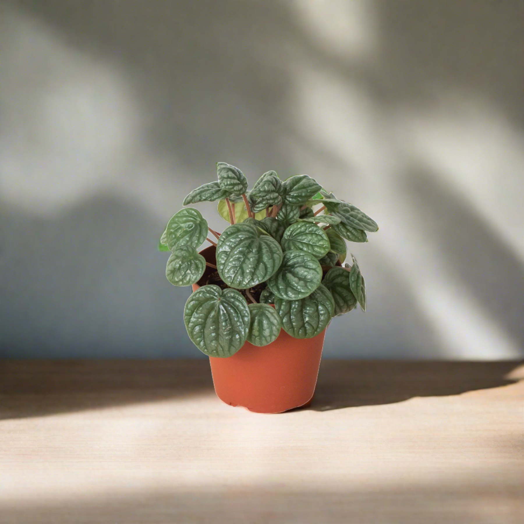 Peperomia 'Burbella' - Plantonio