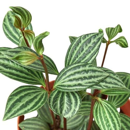 Peperomia 'Parallel' - Plantonio