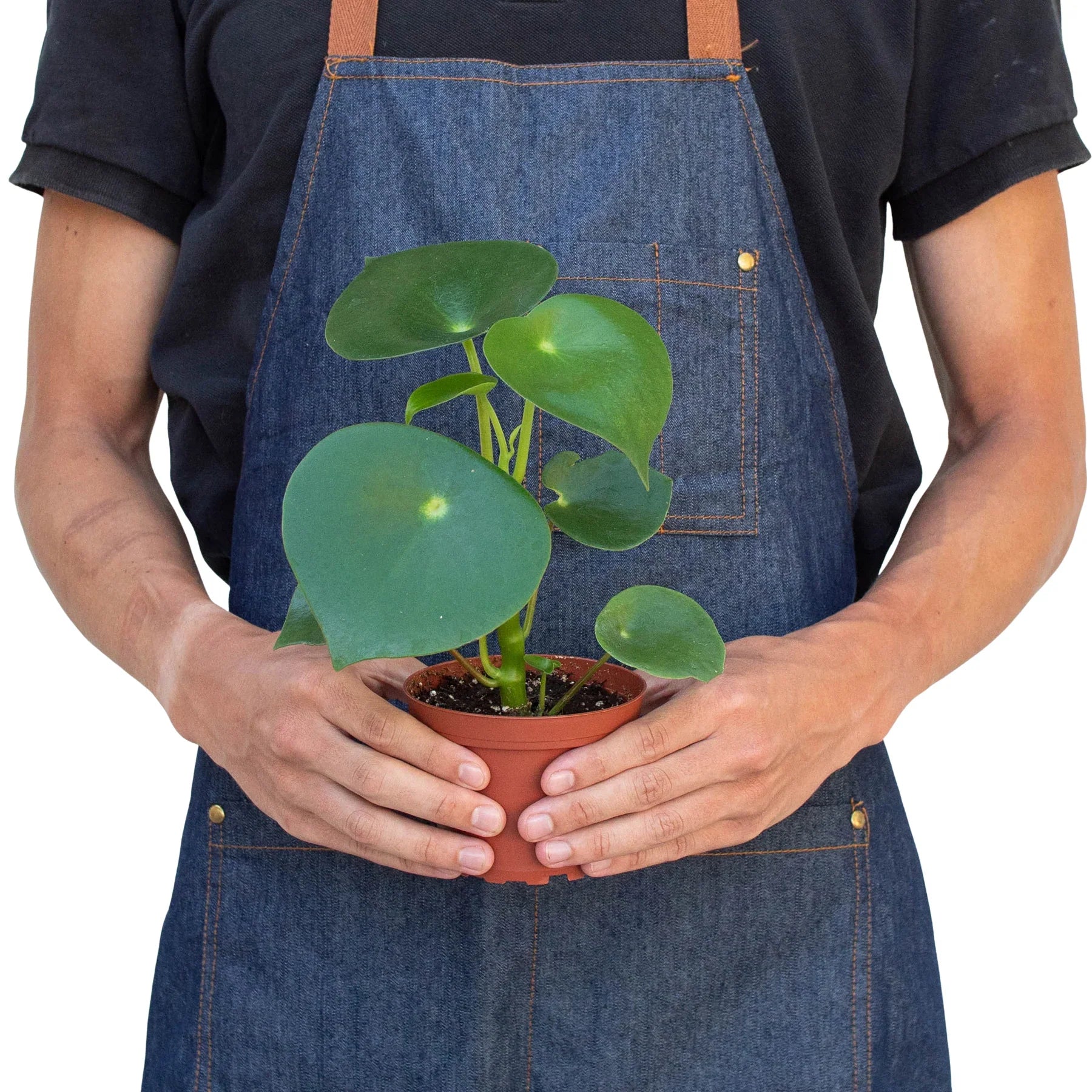 Peperomia 'Raindrop' - 4" Pot - Plantonio