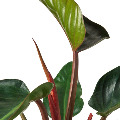 Philodendron 'Congo Rojo' - Plantonio