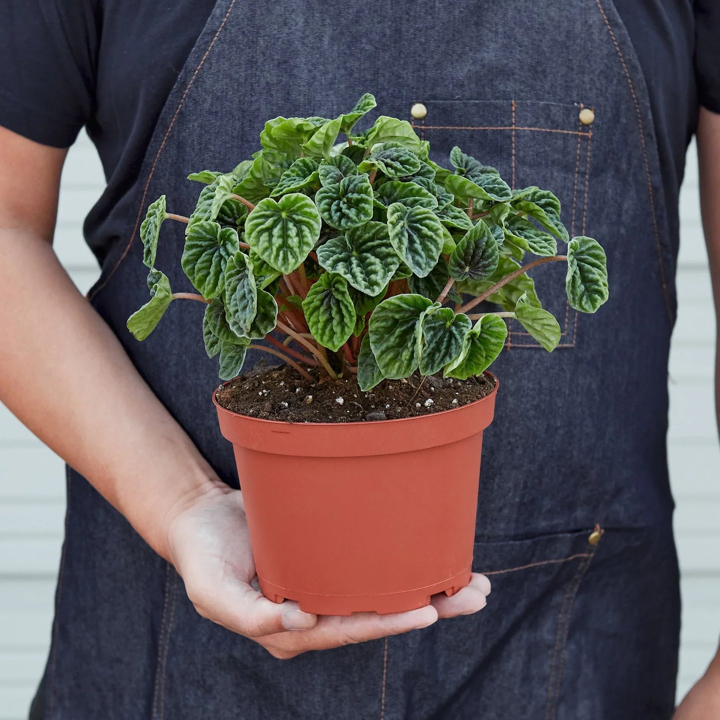 Peperomia 'Ripple' - Plantonio