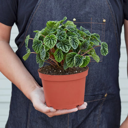 Peperomia 'Ripple' - Plantonio