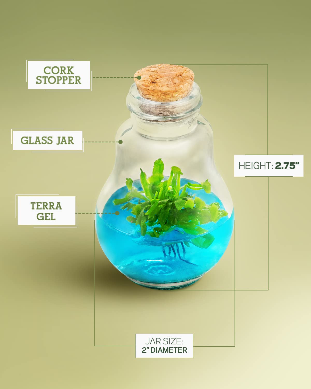 Venus Fly Trap, Grow Your Own Venus Flytrap in a 100% Self Sustaining Glass Terrarium, Maintenance Free, Easy to Grow, Healthy Growth Guarantee - Plantonio