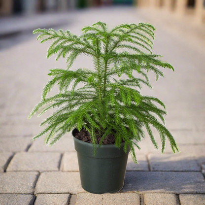 Norfolk 'Island Pine' - Plantonio