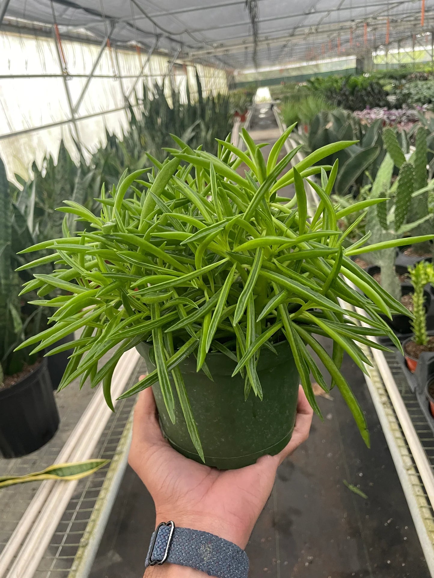 Peperomia 'Green Bean' - Plantonio