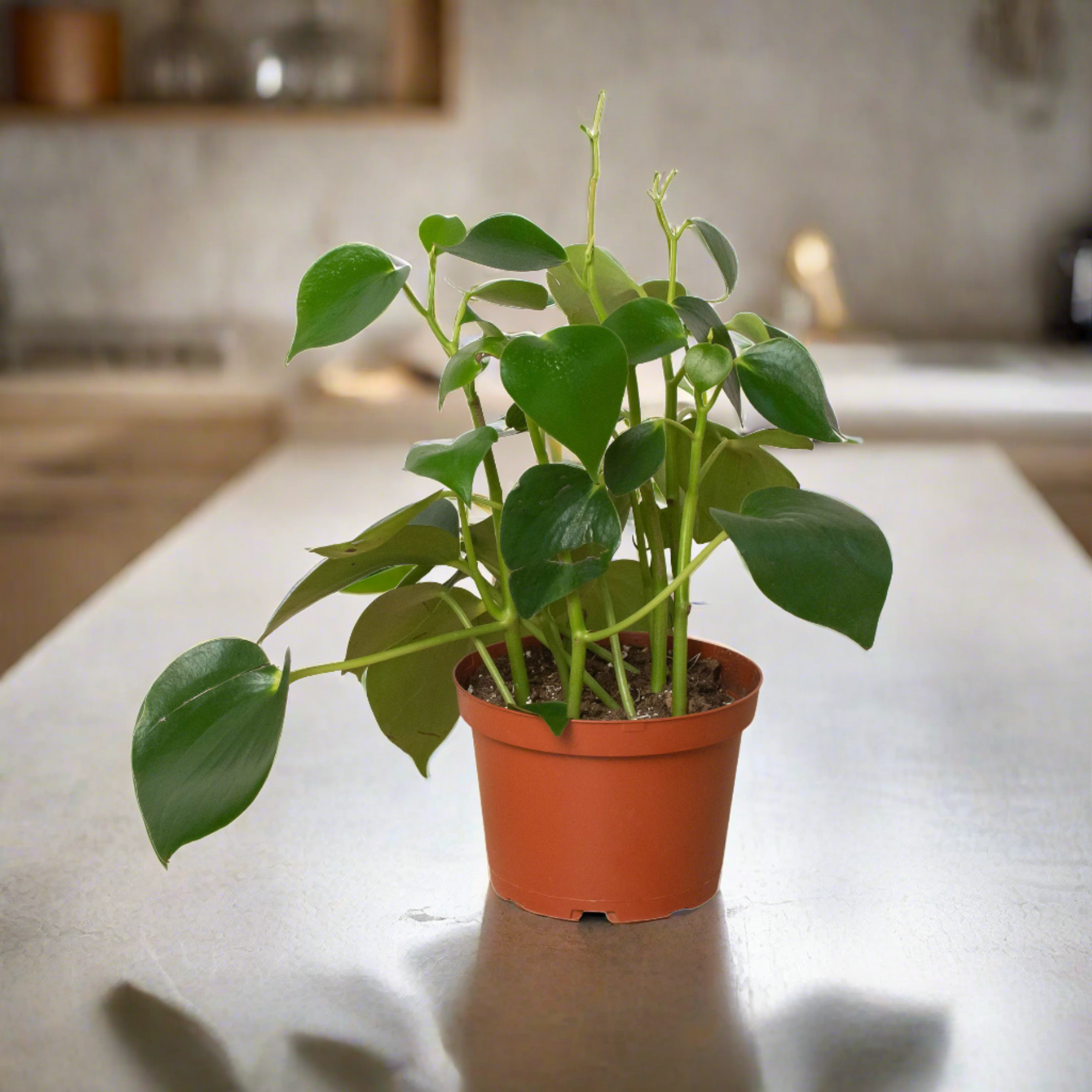 Peperomia 'Raindrop' - Plantonio