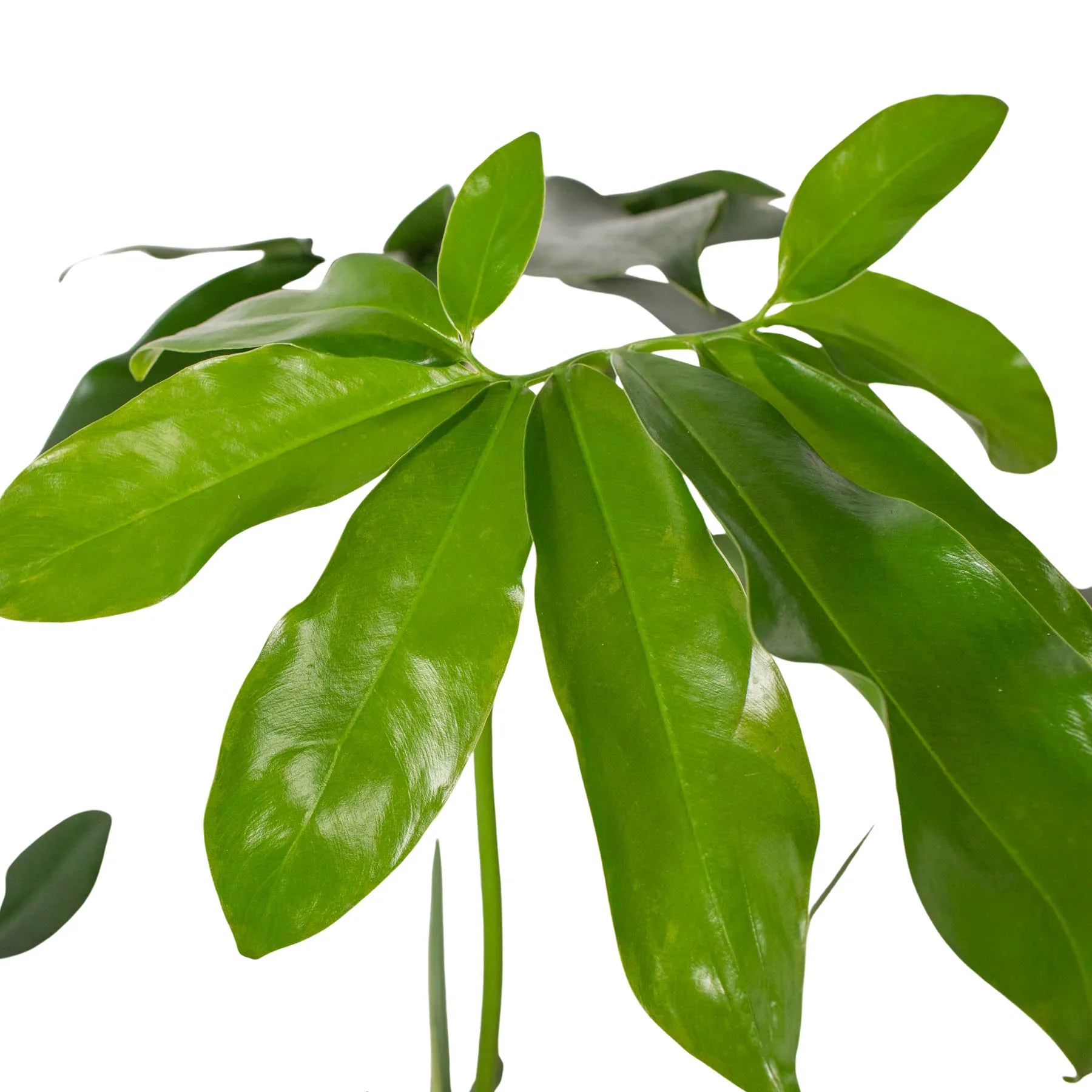 Philodendron 'Goeldii' - Plantonio