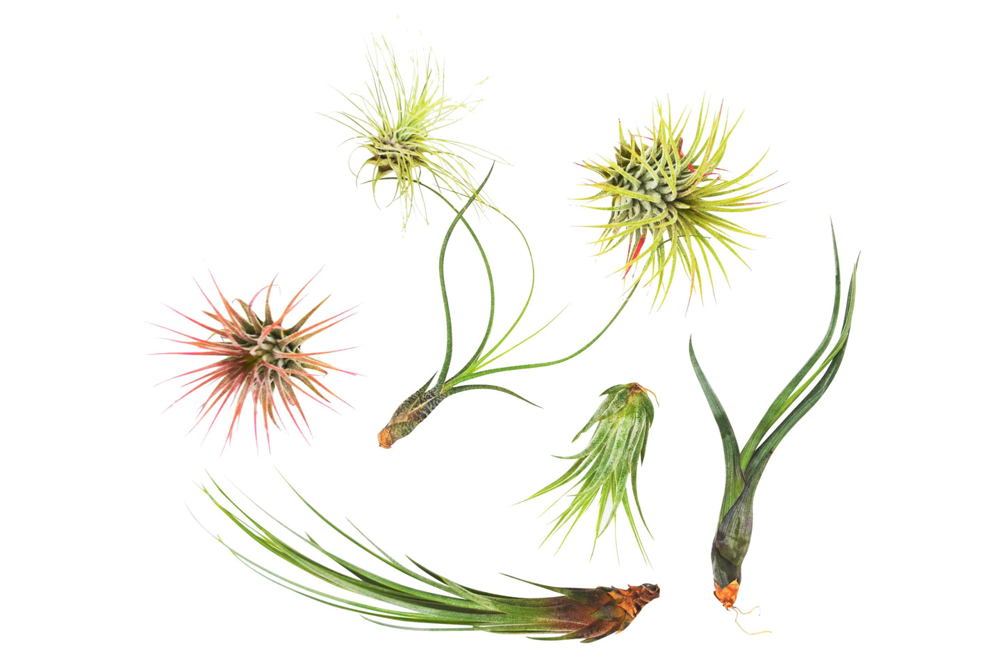 7 Air Plant Variety Pack - Tillandsias - Plantonio