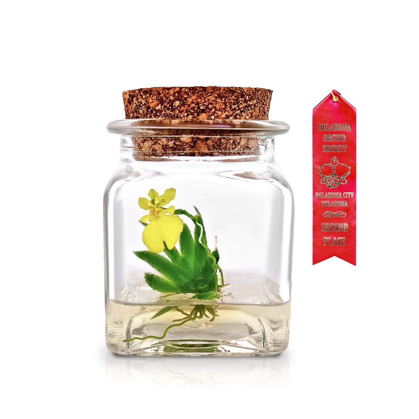Award Winning, Maintenance Free Orchid Terrarium - Psygmorchis Pusilla - Miniature, No Green Thumb Necessary, Great for Work, Home, Unique Gift. - Plantonio