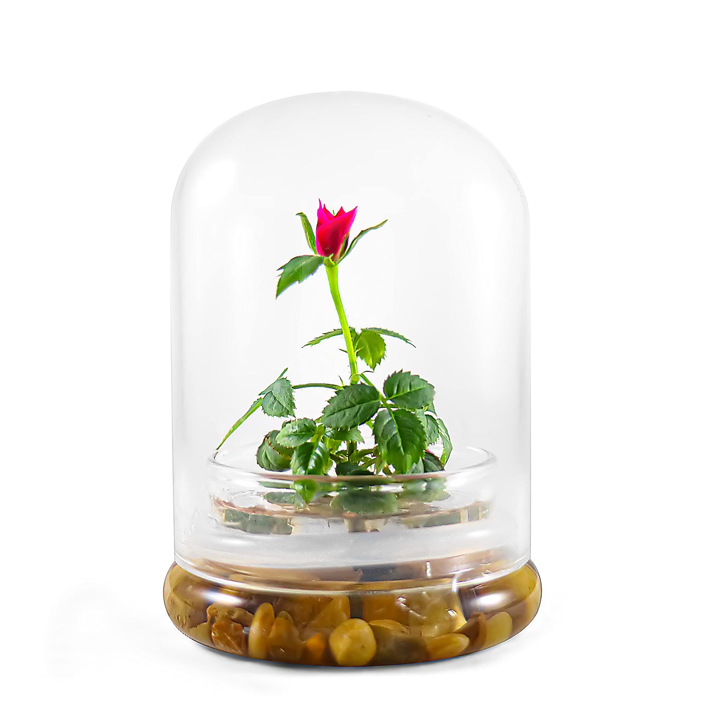 Bloomify Live Rose Terrarium, Miniature Rose in Self Sustaining Glass Jar, Maintenance Free, Great Unique Gift and Home Décor, 100% Growth Guarantee - Plantonio