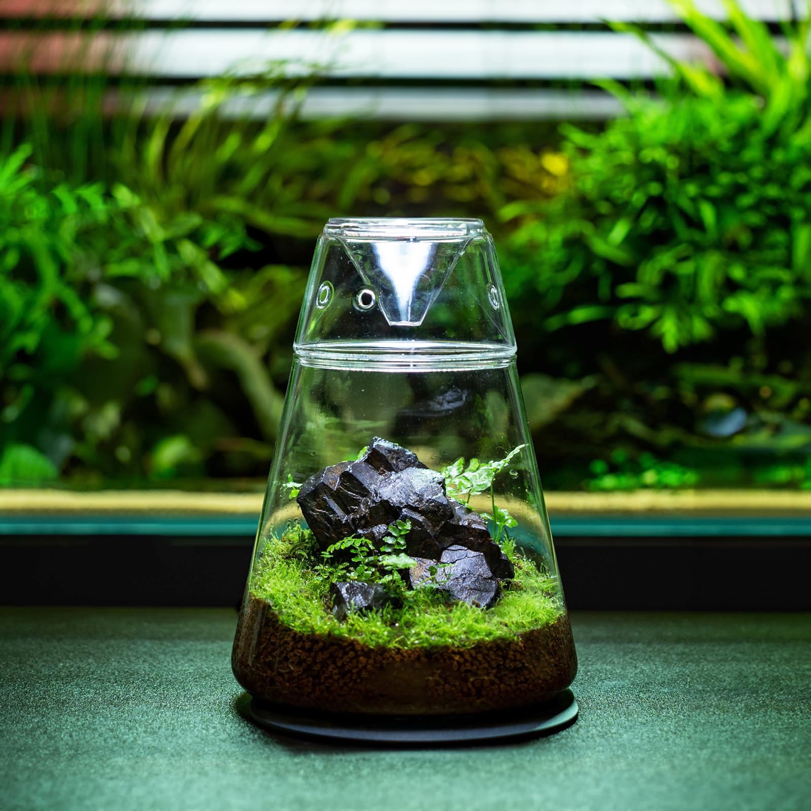 Glass Plant Terrarium with Lid 6.3"X7.9" Inches Succulent Air Planter Fern Moss Micro-Landscape Vase for Home Office Tabletop Decoration Container Indoor Wardian Copyright Patent - Plantonio