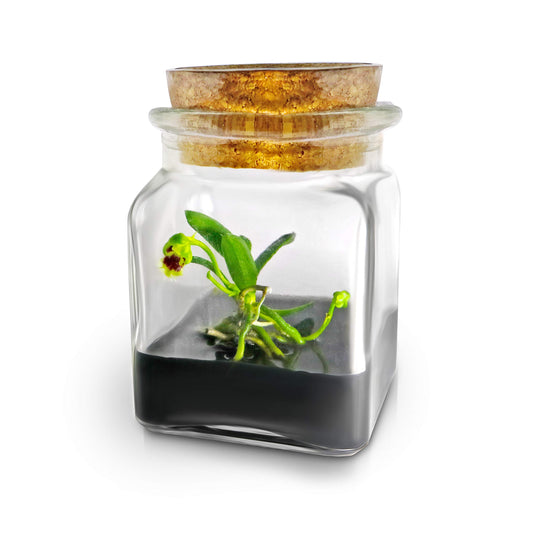 BLOOMIFY Miniature Orchid Terrarium -Zero Care - Haraella retrocalla - 3" Cube - Plantonio