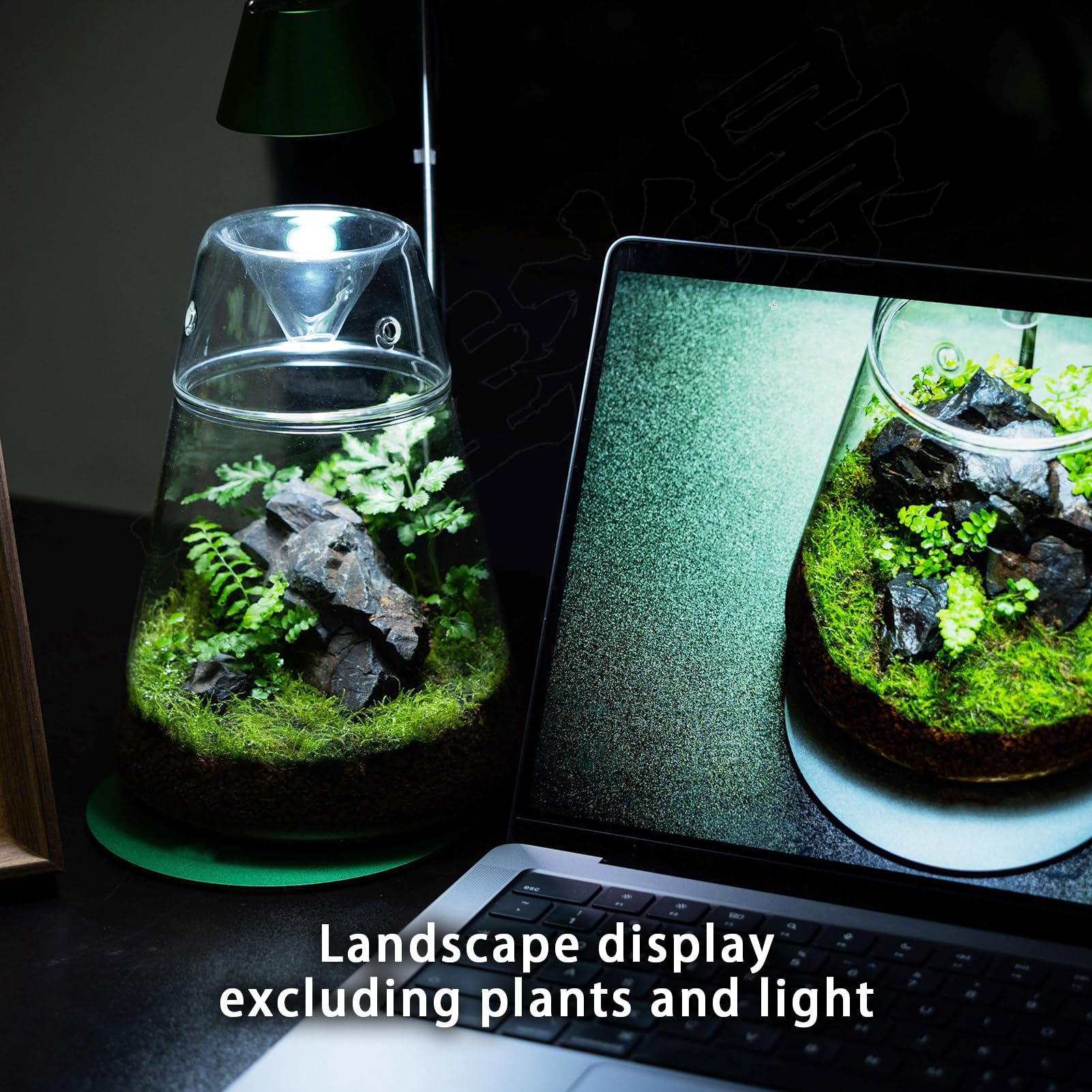 Glass Plant Terrarium with Lid 6.3"X7.9" Inches Succulent Air Planter Fern Moss Micro-Landscape Vase for Home Office Tabletop Decoration Container Indoor Wardian Copyright Patent - Plantonio