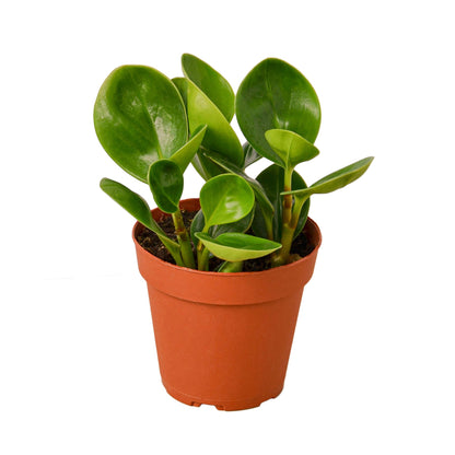 Peperomia Thailand - Plantonio