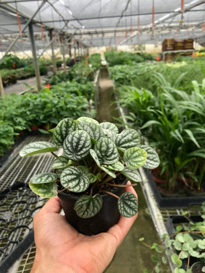 Peperomia 'Burbella' - Plantonio