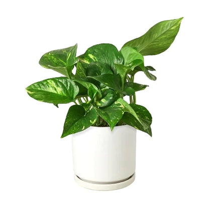 Pothos 'Golden' - Plantonio