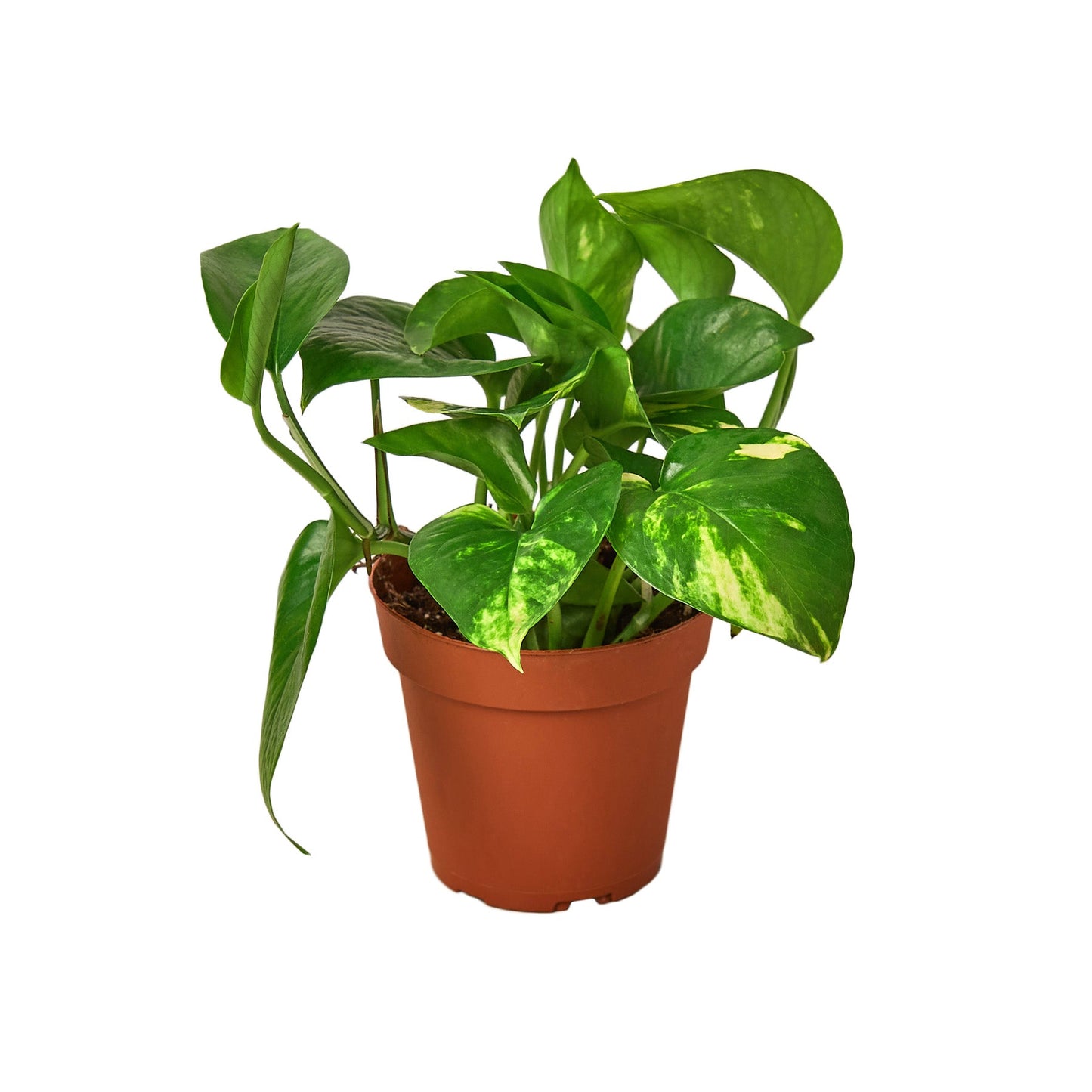 Pothos 'Golden' - Plantonio