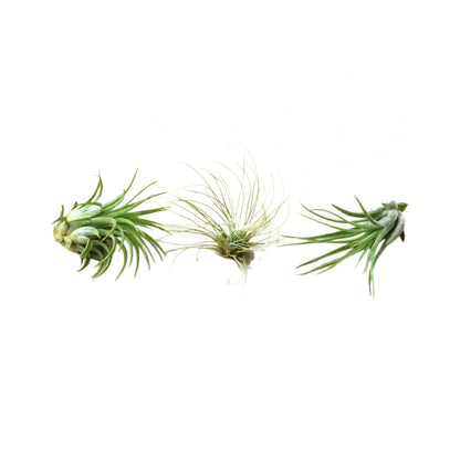 Air Plant 3 Pack - Three Air Plant Varieties - 2"-3" Large - Plantonio