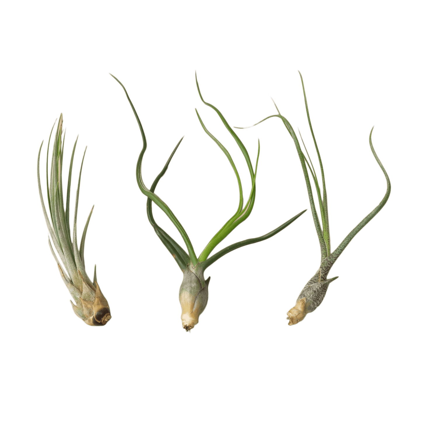 Air Plant Monthly Subscription Box - Plantonio