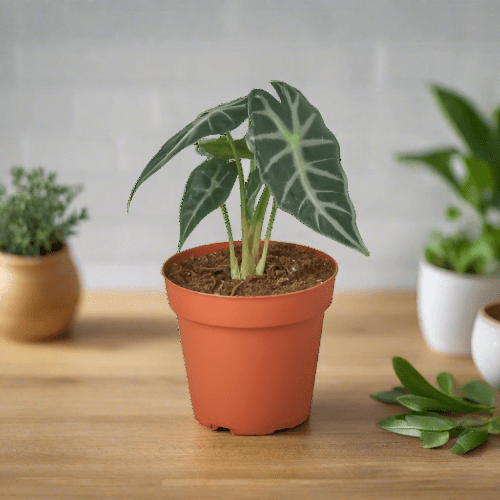 Alocasia Amazonica 'Bambino' - Plantonio