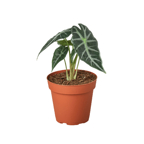 Alocasia Amazonica 'Bambino' - Plantonio